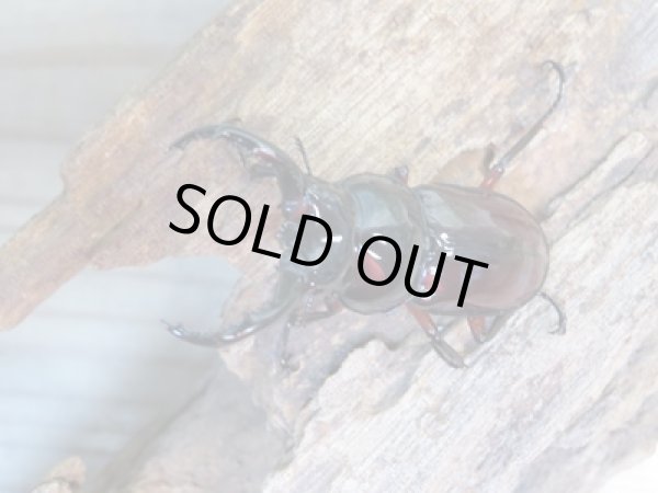 画像2: ☆美麗新成虫☆オーベルチュールクロツヤシカクワガタ♂45ミリ♀29ミリペア販売!! (2)