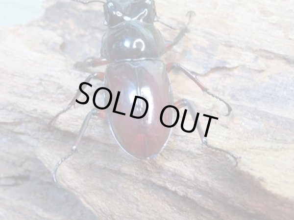 画像3: ☆美麗新成虫☆オーベルチュールクロツヤシカクワガタ♂43ミリ♀27ミリペア販売!! (3)