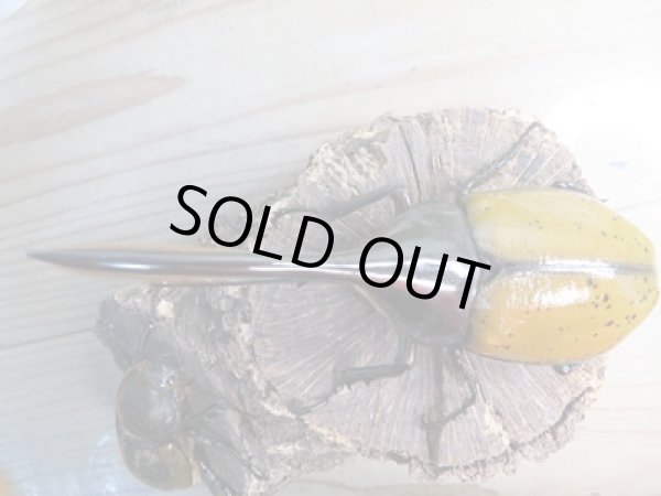 画像2: ☆新成虫☆D.H.リッキー♂135ミリ♀65ミリペア販売!! (2)