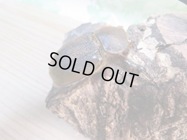 画像4: ☆新成虫☆D.H.リッキー♂125ミリ♀63ミリペア販売!! (4)