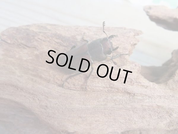 画像4: ☆新成虫☆メタリフェルホソアカクワガタ(サンギレンシス)♂60ミリ♀フリーサイズペア販売!! (4)