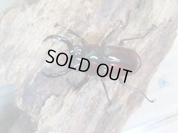 画像2: ☆美麗新成虫☆オーベルチュールクロツヤシカクワガタ♂43ミリ♀27ミリペア販売!! (2)