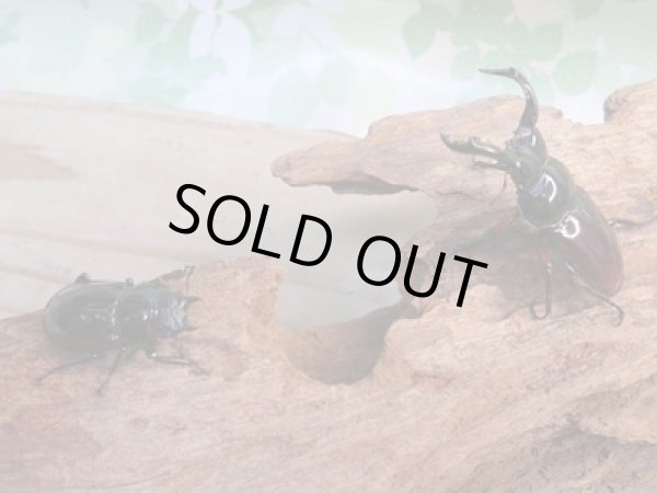 画像5: ☆美麗新成虫☆オーベルチュールクロツヤシカクワガタ♂45ミリ♀29ミリペア販売!! (5)