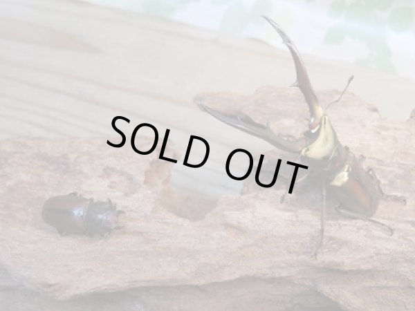 画像5: ☆新成虫☆メタリフェルホソアカクワガタ(サンギレンシス)♂65ミリ♀フリーサイズペア販売!! (5)