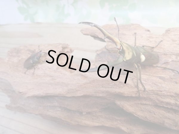 画像5: ☆新成虫☆メタリフェルホソアカクワガタ(サンギレンシス)♂60ミリ♀フリーサイズペア販売!! (5)