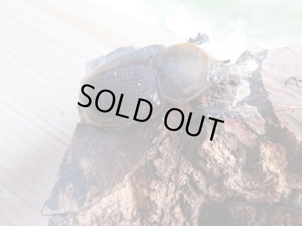 画像4: ☆新成虫☆D.H.リッキー♂121ミリ♀63ミリペア販売！！ (4)