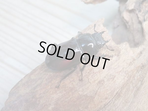 画像4: ☆美麗新成虫☆オーベルチュールクロツヤシカクワガタ♂45ミリ♀29ミリペア販売!! (4)