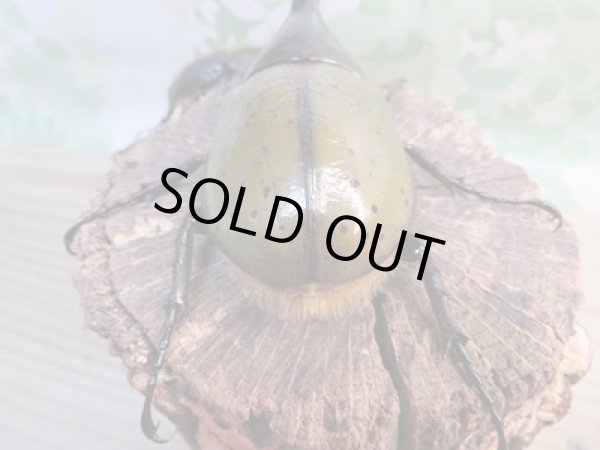 画像3: ☆新成虫☆D.H.リッキー♂112ミリ♀60ミリペア販売!! (3)