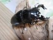 画像1: ☆大型新成虫☆タランドゥスオオツヤクワガタ♂84ミリ♀53.5ミリペア販売！！ (1)