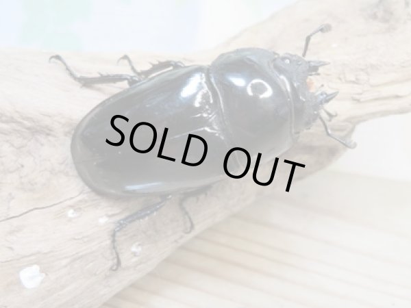 画像4: ☆大型新成虫☆タランドゥスオオツヤクワガタ♂89ミリ♀56.5ミリペア+♀55ミリ計3頭トリオ販売!! (4)