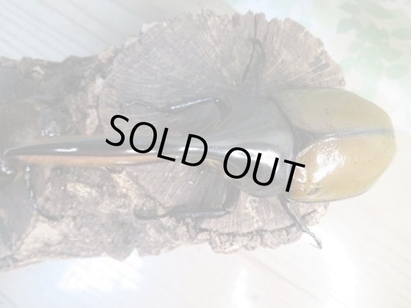 画像2: ☆新成虫☆D.H.リッキー♂121ミリ♀63ミリペア販売！！ (2)