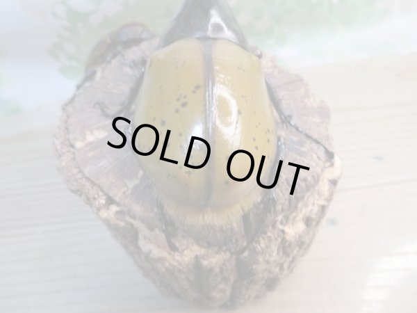 画像3: ☆新成虫☆D.H.リッキー♂135ミリ♀65ミリペア販売!! (3)