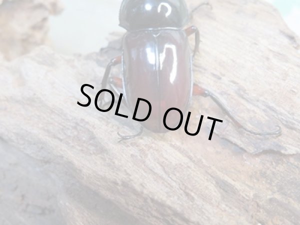 画像3: ☆美麗新成虫☆オーベルチュールクロツヤシカクワガタ♂45ミリ♀29ミリペア販売!! (3)