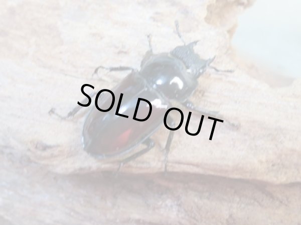 画像4: ☆美麗新成虫☆オーベルチュールクロツヤシカクワガタ♂43ミリ♀27ミリペア販売!! (4)