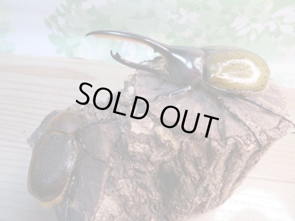 画像5: ☆新成虫☆D.H.リッキー♂112ミリ♀60ミリペア販売!! (5)