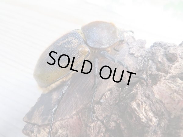 画像4: ☆新成虫☆D.H.リッキー♂135ミリ♀65ミリペア販売!! (4)