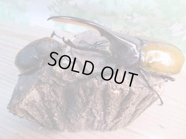 画像5: ☆新成虫☆D.H.リッキー♂121ミリ♀63ミリペア販売！！ (5)