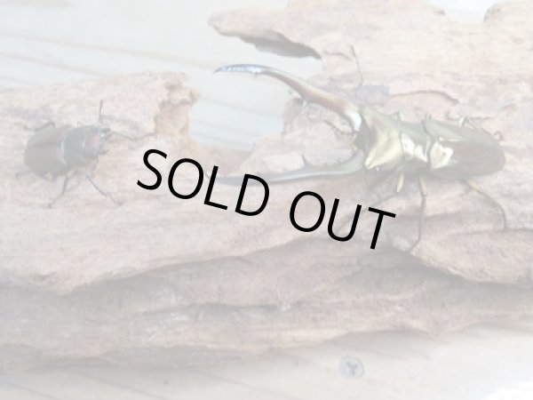 画像5: ☆新成虫☆メタリフェルホソアカクワガタ(サンギレンシス)♂63ミリ♀フリーサイズペア販売!! (5)