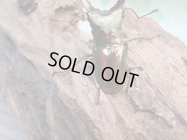 画像3: ☆新成虫☆メタリフェルホソアカクワガタ(サンギレンシス)♂65ミリ♀フリーサイズペア販売!! (3)