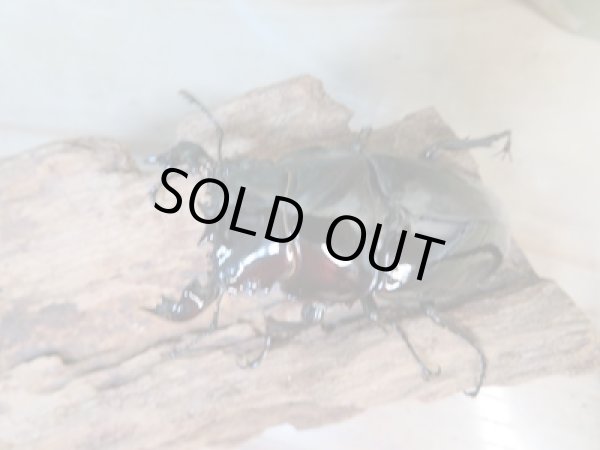 画像2: ☆新成虫☆タランドゥスオオツヤクワガタ♂60ミリ♀48ミリペア+♀45ミリ計3頭トリオ販売!! (2)