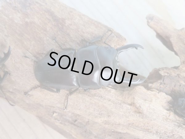 画像2: 新成虫☆WF3☆ウィックハムヒラタクワガタ♂50ミリ〜52ミリ♀フリーサイズ全4ペア販売!! (2)