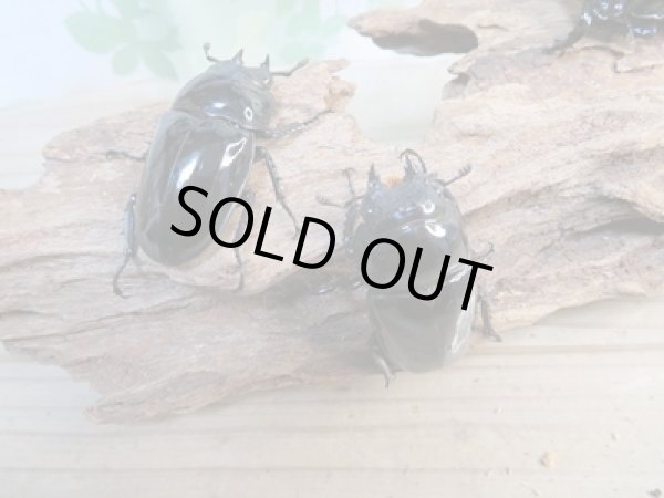画像4: ☆新成虫☆タランドゥスオオツヤクワガタ♂58ミリ♀45ミリペア+♀45ミリ計3頭トリオ販売!! (4)