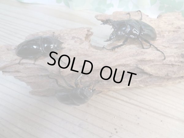 画像5: ☆新成虫☆タランドゥスオオツヤクワガタ♂60ミリ♀48ミリペア+♀45ミリ計3頭トリオ販売!! (5)