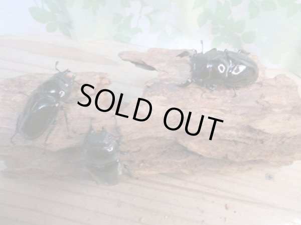 画像5: ☆新成虫☆タランドゥスオオツヤクワガタ♂58ミリ♀45ミリペア+♀45ミリ計3頭トリオ販売!! (5)