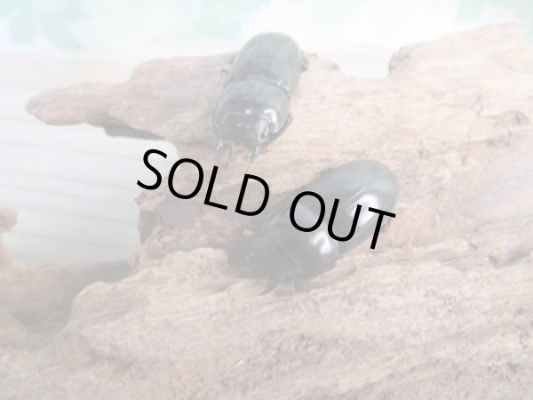 画像4: 新成虫☆WF3☆ウィックハムヒラタクワガタ♂50ミリ〜52ミリ♀フリーサイズ全4ペア販売!! (4)