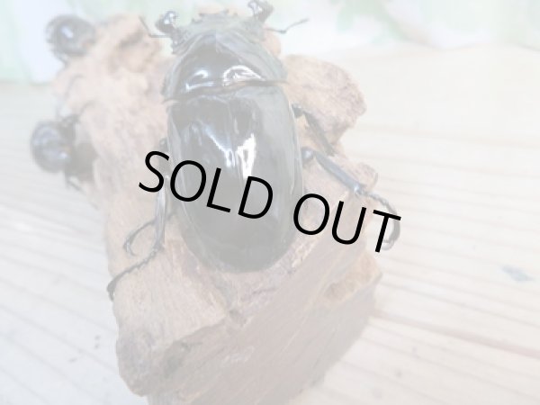 画像3: ☆新成虫☆タランドゥスオオツヤクワガタ♂60ミリ♀48ミリペア+♀45ミリ計3頭トリオ販売!! (3)