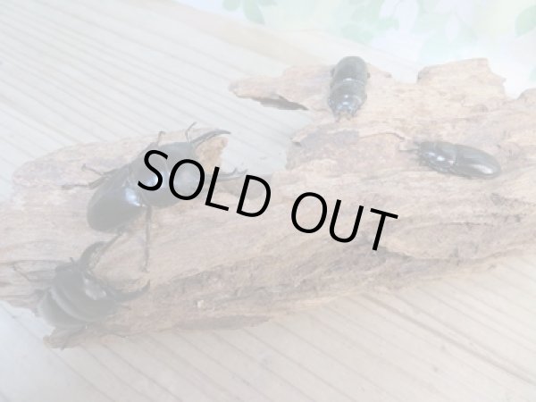 画像5: 新成虫☆WF3☆ウィックハムヒラタクワガタ♂50ミリ〜52ミリ♀フリーサイズ全4ペア販売!! (5)