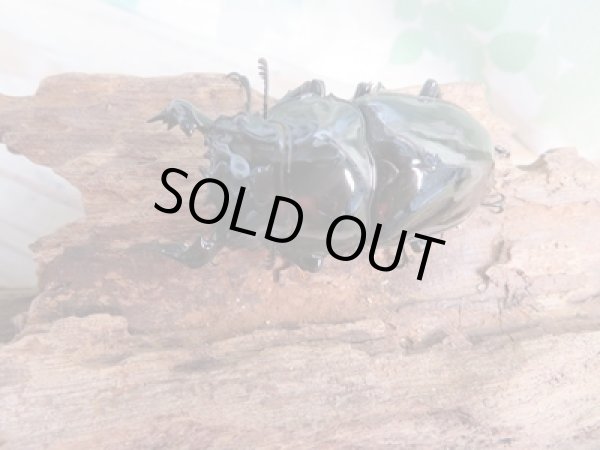 画像2: ☆新成虫☆タランドゥスオオツヤクワガタ♂58ミリ♀45ミリペア+♀45ミリ計3頭トリオ販売!! (2)