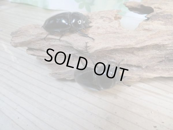 画像4: ☆新成虫☆タランドゥスオオツヤクワガタ♂60ミリ♀48ミリペア+♀45ミリ計3頭トリオ販売!! (4)