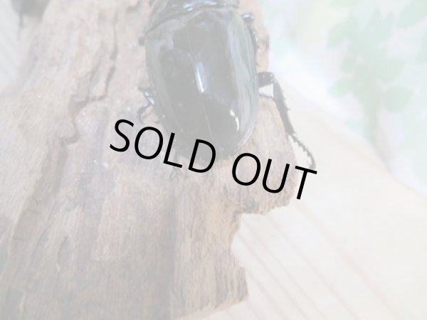 画像3: ☆新成虫☆タランドゥスオオツヤクワガタ♂58ミリ♀45ミリペア+♀45ミリ計3頭トリオ販売!! (3)