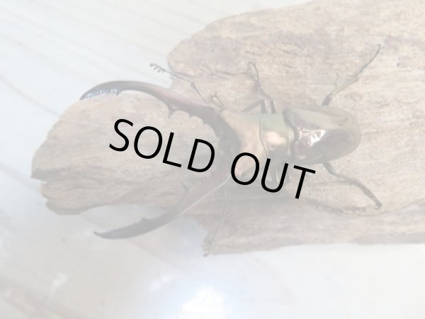 画像2: ☆新成虫☆メタリフェルホソアカクワガタ(通称ペレメタ)♂56ミリ♀フリーサイズペア販売!! (2)