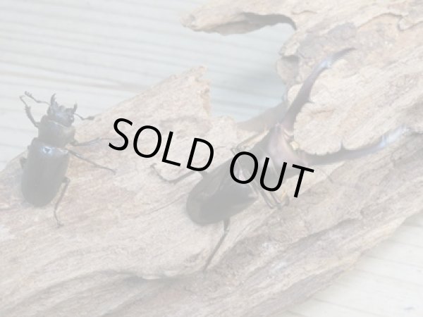 画像5: ☆新成虫☆メタリフェルホソアカクワガタ(通称ペレメタ)♂56ミリ♀フリーサイズペア販売!! (5)