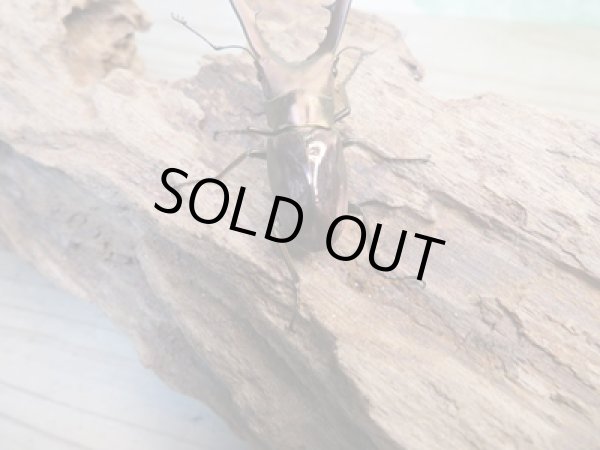 画像3: ☆新成虫☆メタリフェルホソアカクワガタ(通称ペレメタ)♂56ミリ♀フリーサイズペア販売!! (3)