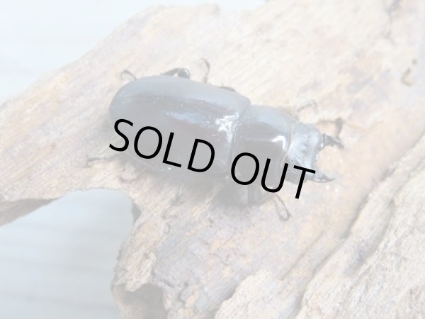 画像5: ★稀少人気種★ラティオキナティブスコクワガタ♂30ミリ♀30ミリペア+♀28ミリトリオ販売!! (5)