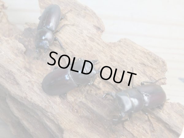 画像6: ★稀少人気種★ラティオキナティブスコクワガタ♂30ミリ♀30ミリペア+♀28ミリトリオ販売!! (6)