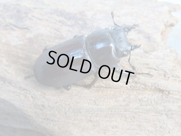 画像4: ★稀少人気種★ラティオキナティブスコクワガタ♂30ミリ♀30ミリペア+♀28ミリトリオ販売!! (4)