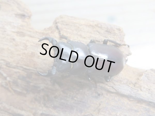 画像2: ★稀少人気種★ラティオキナティブスコクワガタ♂30ミリ♀30ミリペア+♀28ミリトリオ販売!! (2)