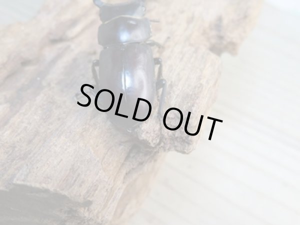 画像3: ★稀少人気種★ラティオキナティブスコクワガタ♂30ミリ♀30ミリペア+♀28ミリトリオ販売!! (3)