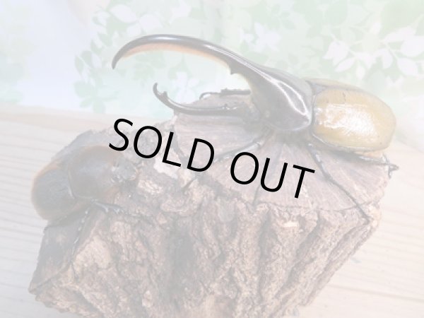 画像5: ☆新成虫☆D.H.リッキー♂130ミリ♀61ミリペア販売!! (5)