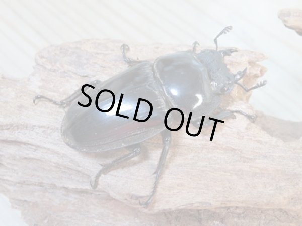 画像4: ☆即ブリ☆グランディスオオクワガタ♂83ミリ♀52ミリペア販売!! (4)