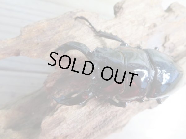 画像2: 新成虫☆レギウスオオツヤクワガタ(赤レギ)♂64ミリ♀43ミリペア販売!! (2)