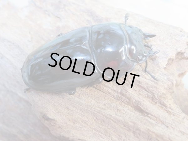 画像4: 新成虫☆レギウスオオツヤクワガタ(赤レギ)♂71ミリ♀46.5ミリペア販売!! (4)