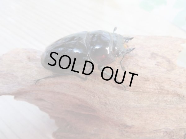 画像4: 新成虫☆レギウスオオツヤクワガタ(赤レギ)♂64ミリ♀43ミリペア販売!! (4)