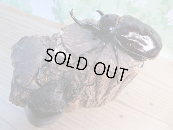 画像5: ☆新成虫☆マルスゾウカブト♂116ミリ♀75ミリペア販売!! (5)