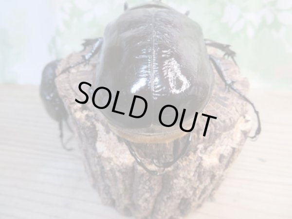 画像3: ☆新成虫☆マルスゾウカブト♂116ミリ♀75ミリペア販売!! (3)