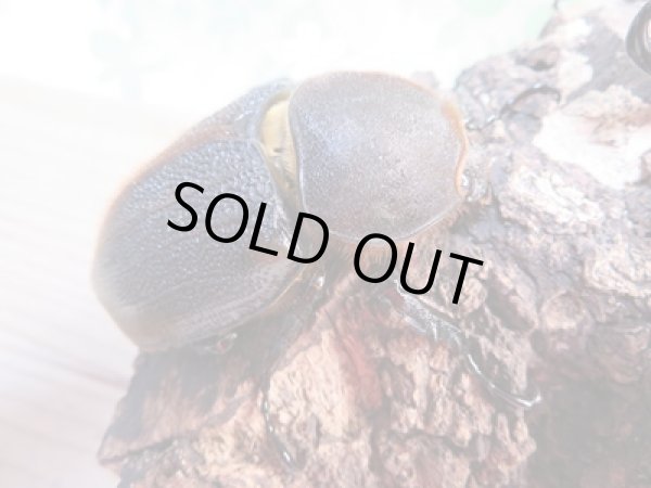 画像4: ☆新成虫☆D.H.リッキー♂137ミリ♀65ミリペア販売!! (4)